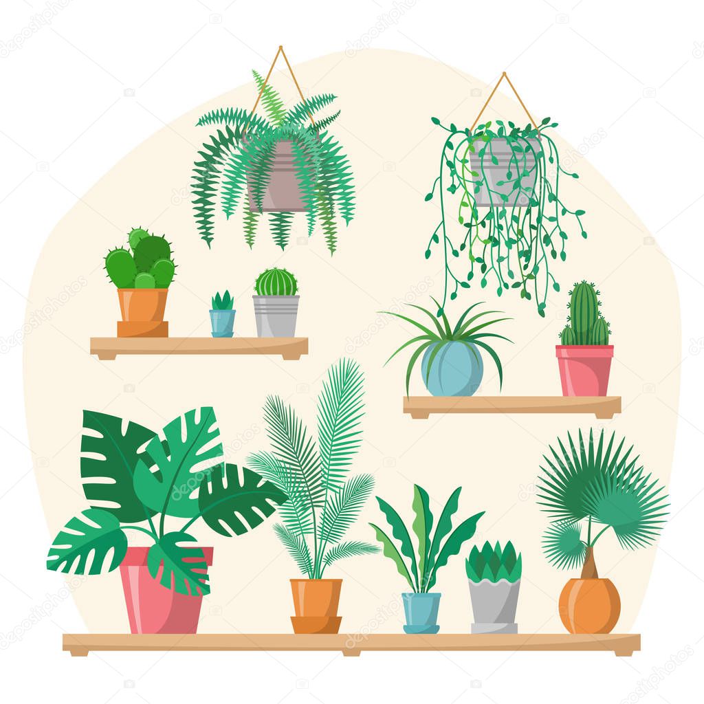House plants collection in flat style with details, indoor home plants in colorful pots on shelves, green set, palm, cactus, fern, vector greenery illustration