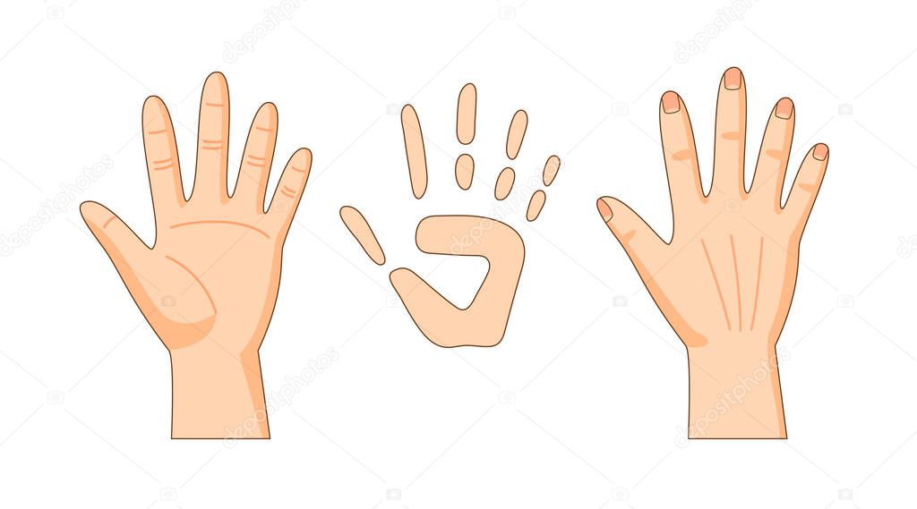 Front and back sides of hand, hand print, vector illustration