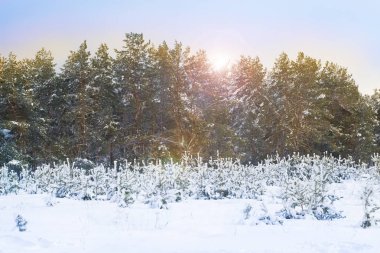 Çam ağaçları ayaz akşamı karla kaplı. Güzel kış orman manzara kar yağışı