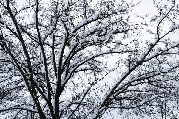 Neve Coberto Ramos Árvores Inverno — Fotografia de Stock