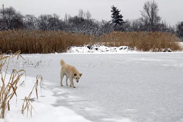 A big homeless dog stands on the ice of a winter frozen lake