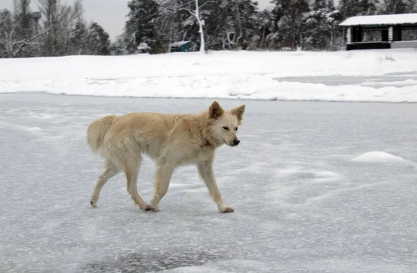 A big homeless dog stands on the ice of a winter frozen lake