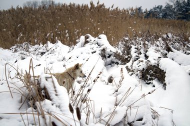 red foxy dog hunting in the reeds in the winter frozen lake