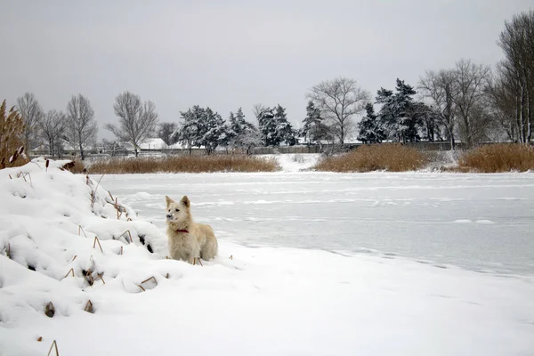 Red Foxy Dog Hunting Reeds Winter Frozen Lake — Stock Photo, Image