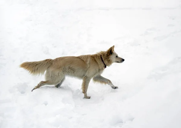 Červený Pes Foxy Lov Rákosí Zimě Mražené Jezero — Stock fotografie