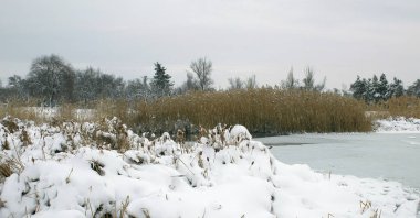 Sazlık ön planda. Kış manzarası, Nehir donmuş.