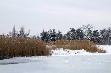 Sazlık ön planda. Kış manzarası, Nehir donmuş.