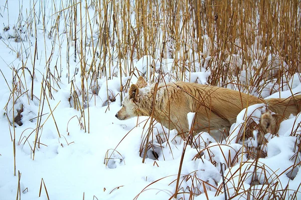 Červený Pes Foxy Lov Zimě Rákosí — Stock fotografie