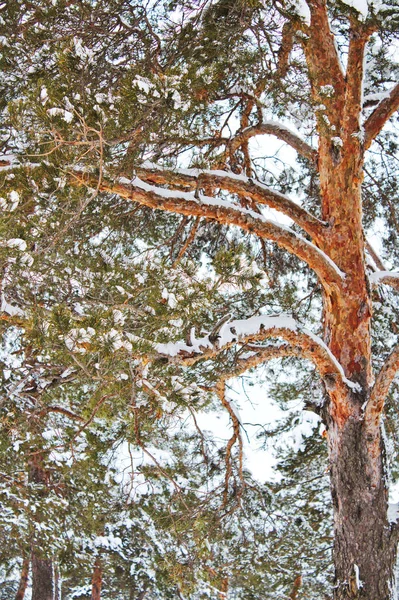 Красивая Текстура Зимних Еловых Деревьев — стоковое фото