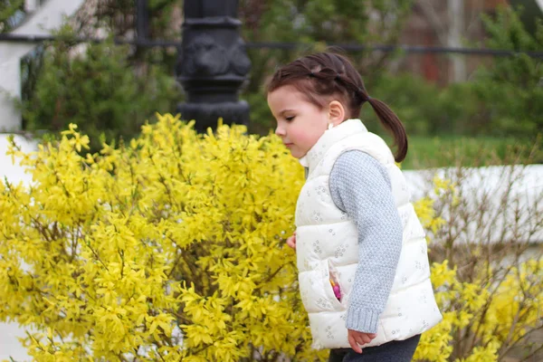 Beledigd klein meisje met staarten passeert een Bush met gele bloemen — Stockfoto