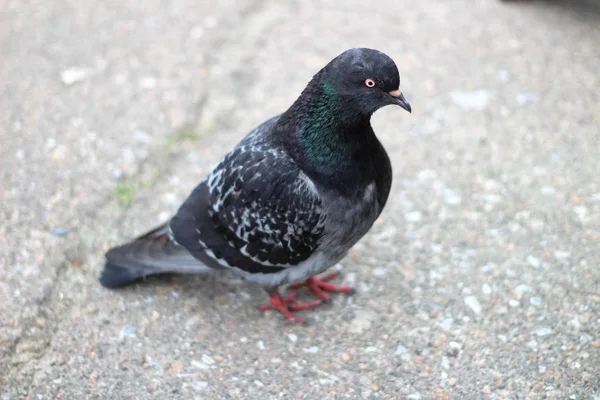 Pigeon standing on the pavement and looking at the camera photographer — Stock Photo, Image
