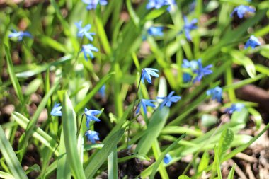 fotoğraf açan mavi kardelenler