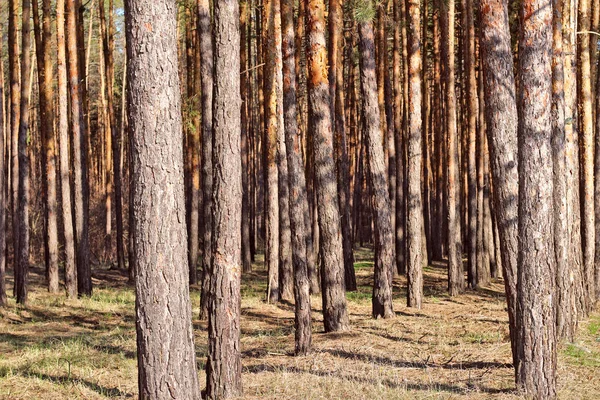 ormanda uzun ince çam gövdeleri satır