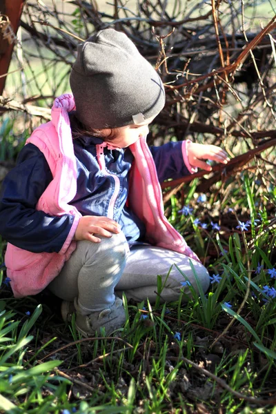 Усміхнена дівчина в шапці сидить на колінах серед квітів блакитних пролісків у винограднику — стокове фото
