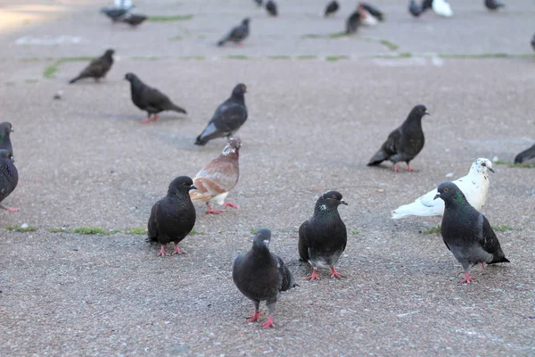 Gray pigeons sit on the asphalt in the center of the square — Stock Photo, Image