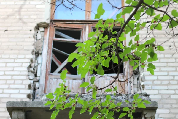 Ένα πράσινο κλαδί στο φόντο ενός μπαλκόνι σπασμένο από ένα κέλυφος ως αποτέλεσμα ένοπλων συγκρούσεων στο Donbas της Ουκρανίας. Εγκαταλελειμμένο σπασμένο σπίτι. — Φωτογραφία Αρχείου