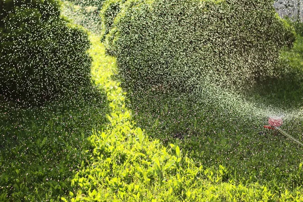 Efecto de salpicar agua del aspersor sobre la hierba — Foto de Stock