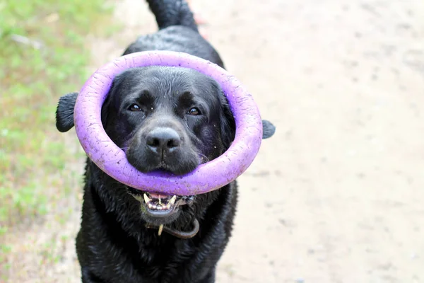 siyah labrador ağzında mor bir yüzük ile parkta bir yürüyüş