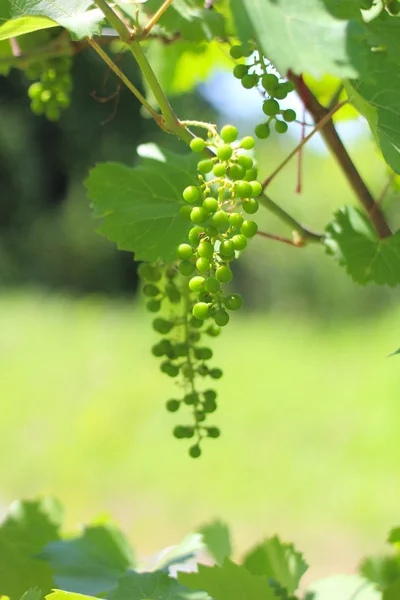 Vert petit bouquet de raisins au soleil sur le fond de feuilles — Photo