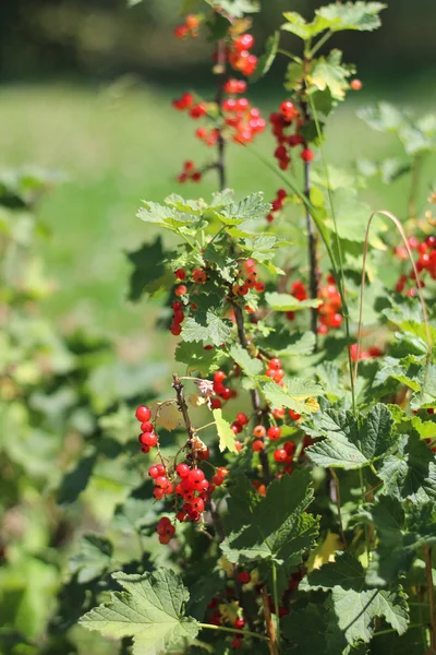 Bunches of red currants on a bush against a background of green grass Stock Photo