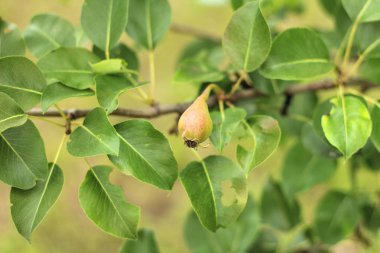 yaz sezonunda yeşil yaprakları ile ağaç dalı üzerinde olgunlaşmamış armut yakın çekim. Meyve bahçesi