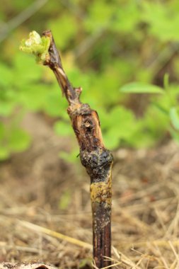 Güneşli yaz gününde çim arka plan üzerinde toprakta üzüm filizi Makro