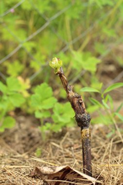 Güneşli yaz gününde örgü çit arka plan üzerinde toprakta üzüm filizi Makro