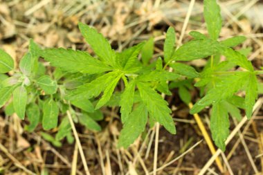 Marihuana ya da esrar bitki endüstriyel kenevir ekimi, Gence ekimi canabis çiftlik üzerinde Close-up. Esrar alan, üstten görünüm