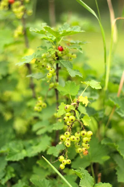 Fotos von einem jungen Johannisbeerstrauch, der im Garten wächst, Bauernhof. Johannisbeeren anbauen. grüne unreife Johannisbeeren am Strauch. Beerensträucher auf dem Hof — Stockfoto