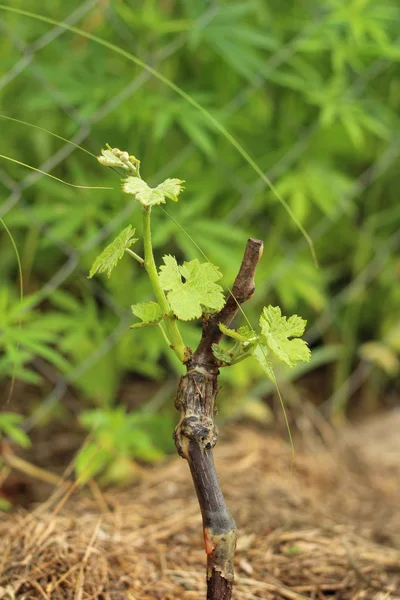 Makro z winogron kiełkowych w glebie na tle siatki ogrodzenia w słoneczny letni dzień — Zdjęcie stockowe