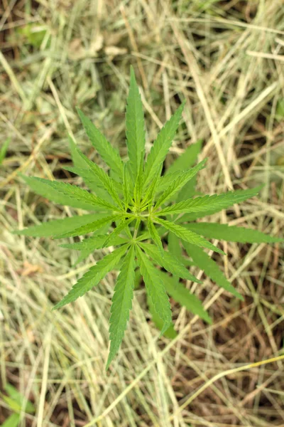 Close-up van marihuana of cannabis planten op industriële hennep plantage, marihuana plantation canabis boerderij. Marihuana veld, bovenaanzicht — Stockfoto