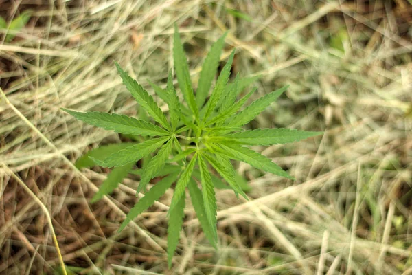 Marihuana ya da esrar bitki endüstriyel kenevir ekimi, Gence ekimi canabis çiftlik üzerinde Close-up. Esrar alan, üstten görünüm