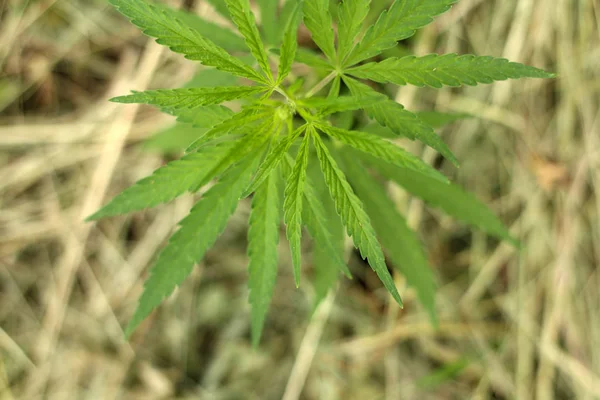 Primo piano di piante di marijuana o cannabis in piantagione di canapa industriale, piantagione di ganja canabis fattoria. Campo di marijuana, vista dall'alto — Foto Stock