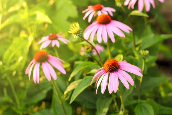 Ljust Echinacea purpurea i solljuset. Vackra lila rudbeckia blommor. — Stockfoto