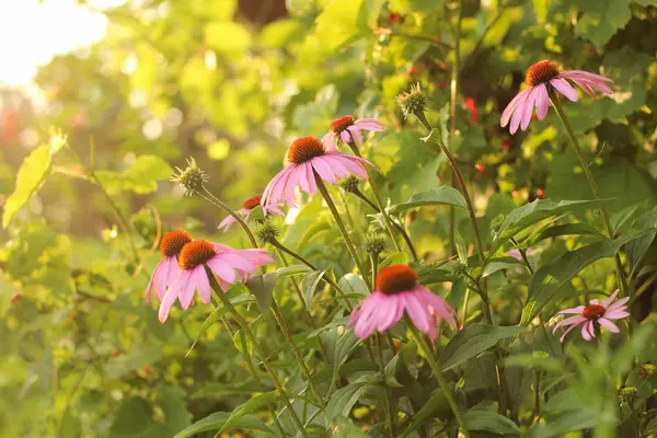 Heller Echinacea purpurea im Sonnenlicht. schöne lila Sonnenhut-Blüten. — Stockfoto