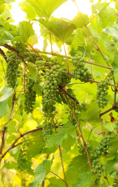 Weinbau im Weinberg im Sonnenlicht. Trauben aus unreifen Trauben in Nahaufnahme. — Stockfoto