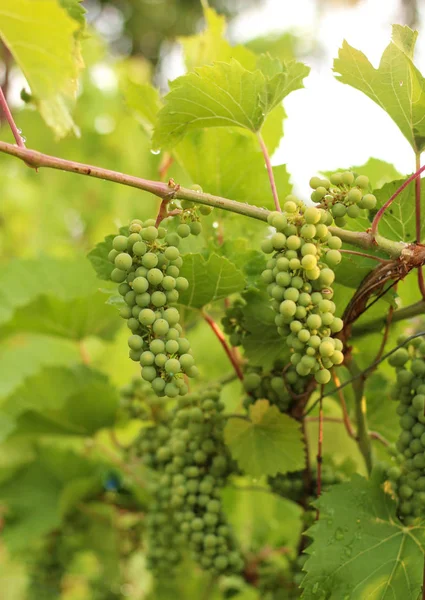 Het kweken van druiven in de wijngaard in het zonlicht. Clusters van onrijpe druiven close-up. — Stockfoto