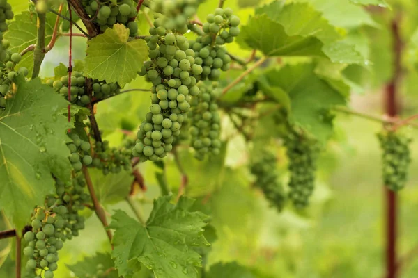 Culture du raisin dans le vignoble à la lumière du soleil. Grappes de raisins non mûrs gros plan . — Photo