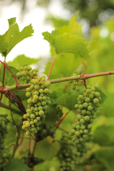 Het kweken van druiven in de wijngaard in het zonlicht. Clusters van onrijpe druiven close-up. — Stockfoto