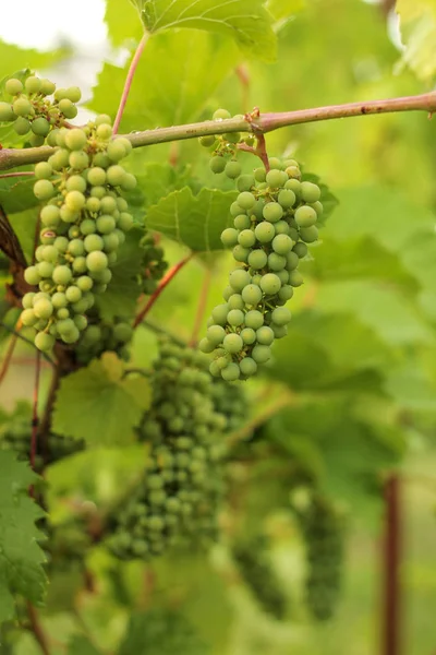 Het kweken van druiven in de wijngaard in het zonlicht. Clusters van onrijpe druiven close-up. — Stockfoto