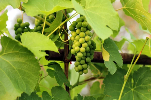 Het kweken van druiven in de wijngaard in het zonlicht. Clusters van onrijpe druiven close-up. — Stockfoto