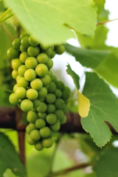 Culture du raisin dans le vignoble à la lumière du soleil. Grappes de raisins non mûrs gros plan . — Photo