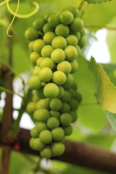 Culture du raisin dans le vignoble à la lumière du soleil. Grappes de raisins non mûrs gros plan . — Photo