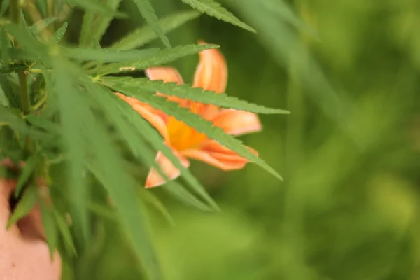 Close-up leaf of marijuana on a background of colorful flowers — Stock Photo, Image