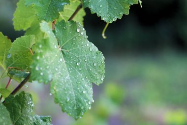Yağmurdan sonra üzüm bağı. Su damlaları ile üzüm yaprakları kapatın
