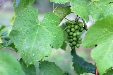 Yağmurdan sonra üzüm bağı. Su damlaları ile üzüm yaprakları kapatın