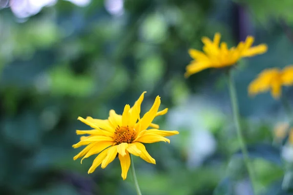 Gelbe Blüten wie Gänseblümchen auf grünem, verschwommenem Hintergrund. doronicum blühende Pflanzen aus der Nähe — Stockfoto