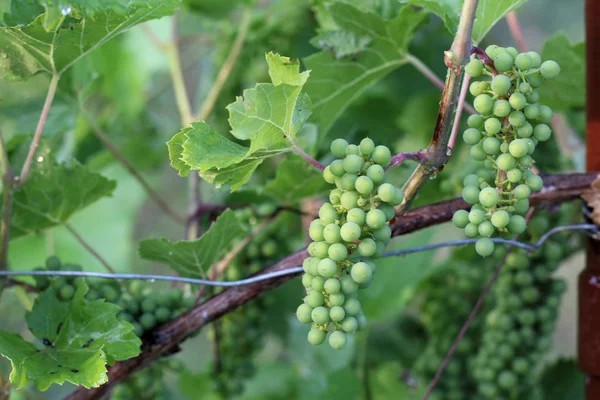 Wijngaard na de regen. Trossen druiven close-up met waterdruppels — Stockfoto
