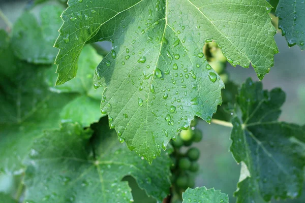 Yağmurdan sonra üzüm bağı. Su damlaları ile üzüm yaprakları kapatın