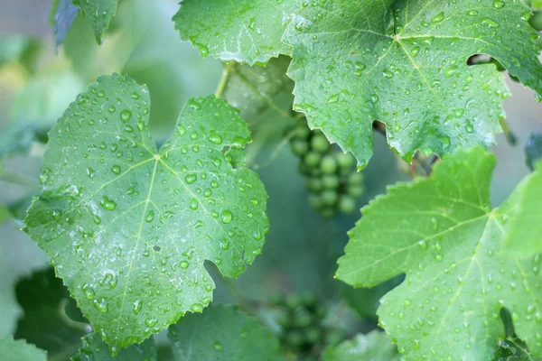 Winnica po deszczu. Zbliżenie liści winogron z kroplami wody — Zdjęcie stockowe